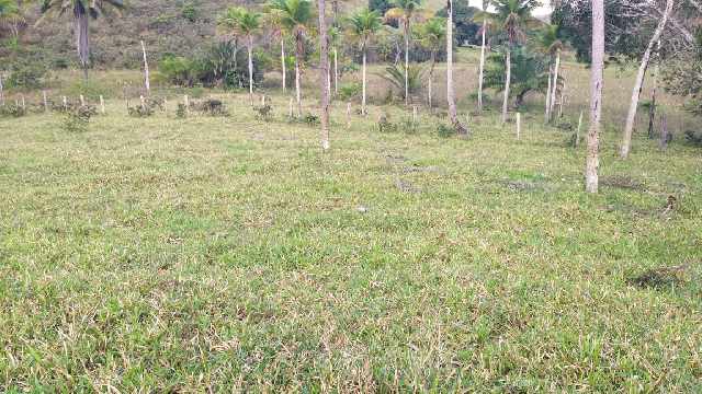 Foto 3 - Fazenda em guaratinga 174 hectares